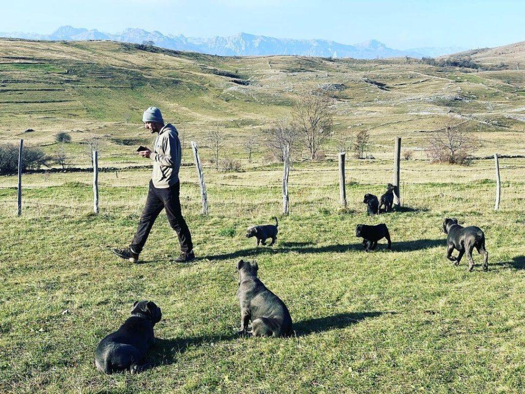 cane corso for sale