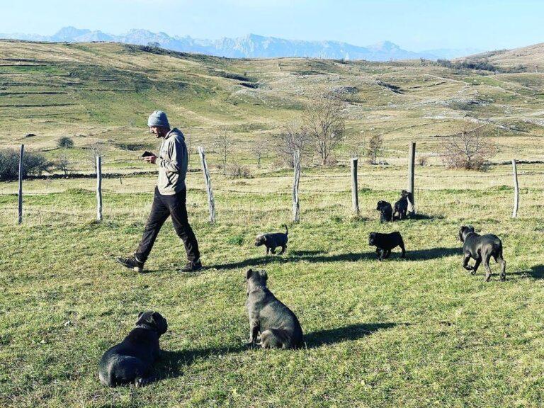 West Cane Corso Puppies