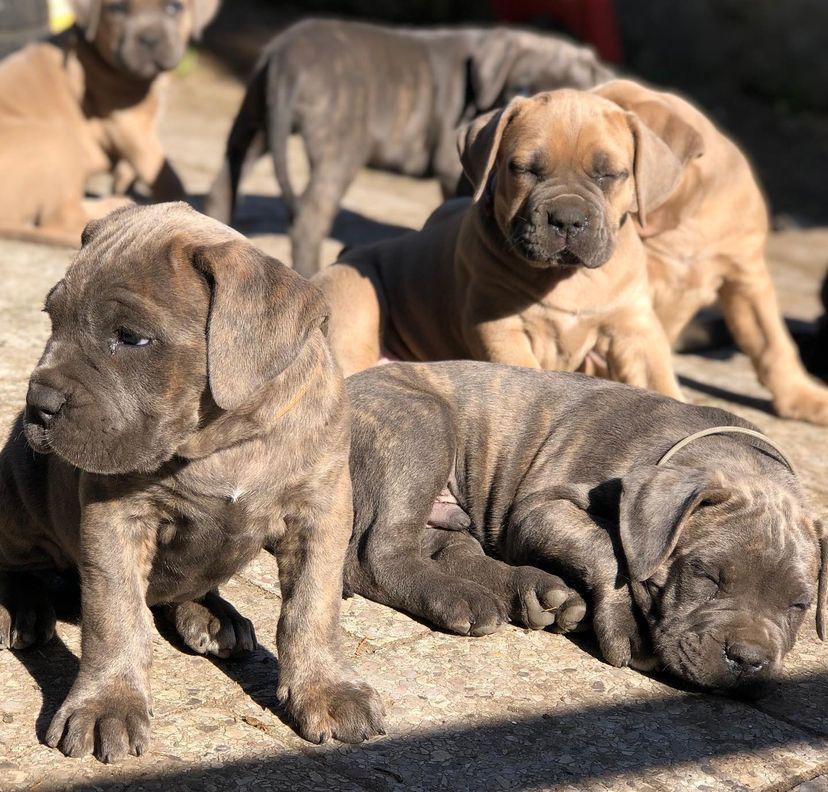 West Cane Corso Puppies