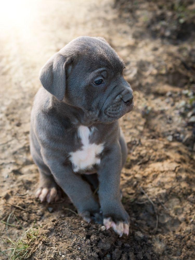 Cane Corso 8 weeks