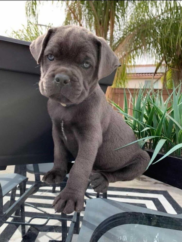 West Cane Corso puppy