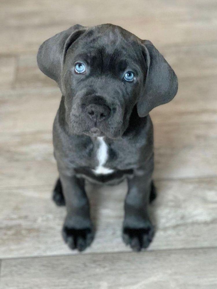 West Cane Corso