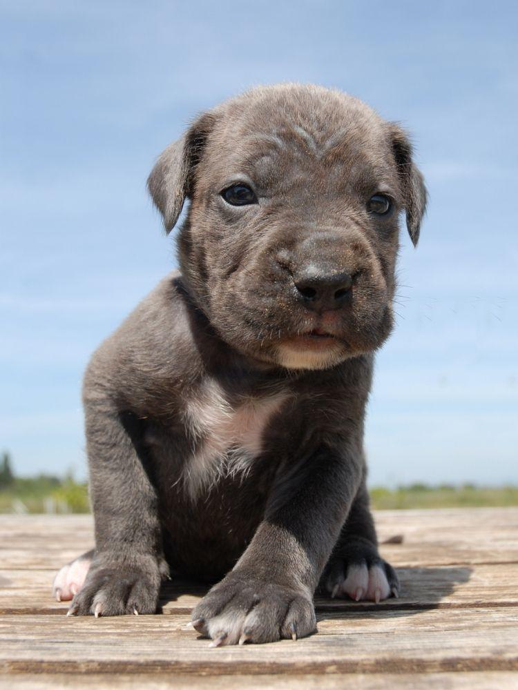 Cane Corso 8 weeks