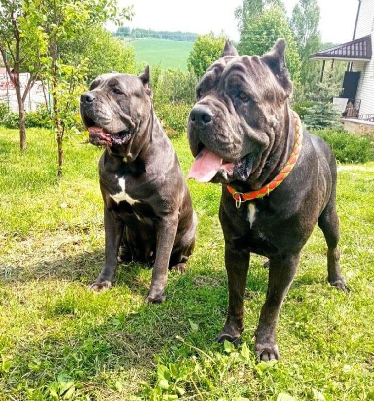 westcanecorsopuppies.shop