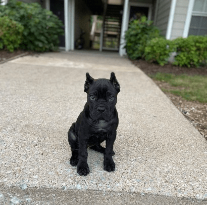 Lilly West Cane Corso puppy