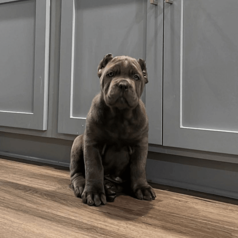 West Cane Corso puppy