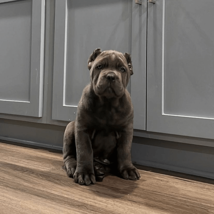 West Cane Corso puppy